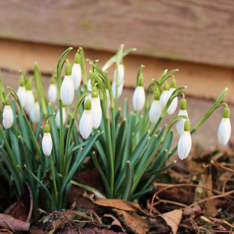 Śnieżyczka przebiśnieg (Galanthus nivalis) na rabacie przed domem, zamknięte kwiaty