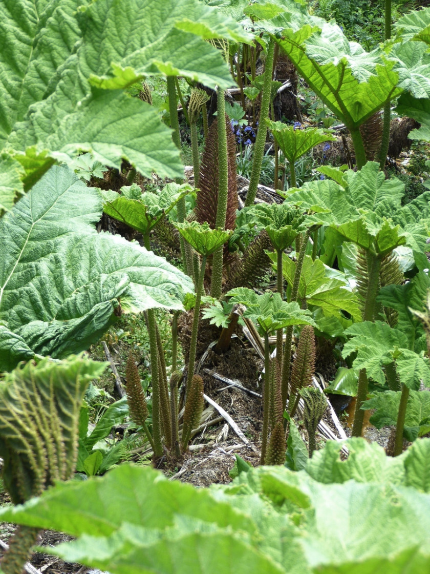 Gunnera olbrzymia fot. LoggaWiggler - Pixabay