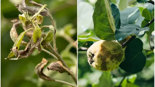 Zaraza ogniowa – jak ją rozpoznać? Jak, czym i kiedy skutecznie "zwalczać"?