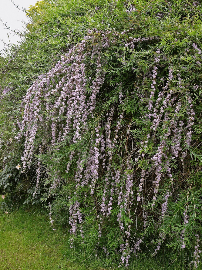 Buddleja alternifolia fot. Wouter Hagens - Wikimedia Commons