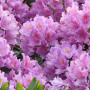 Rhododendron