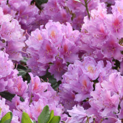 Rhododendron