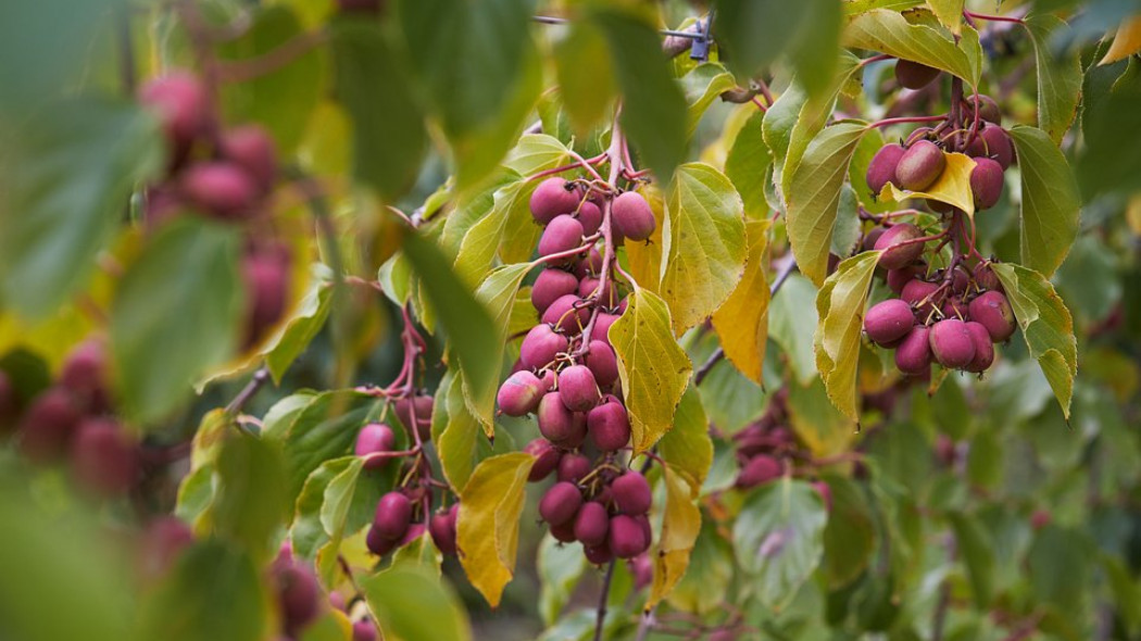 aktinidia kiwi