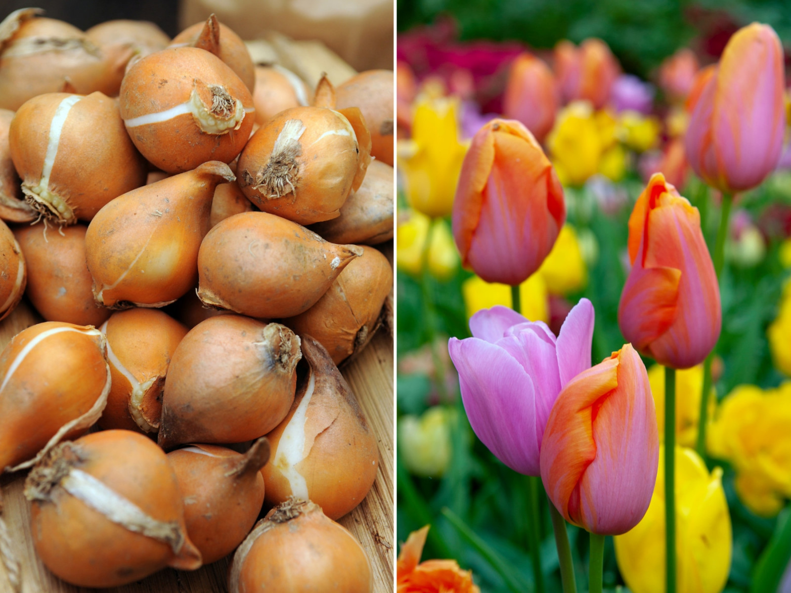 Sadzenie tulipanów: posadź jesienią, podziwiaj wiosną!