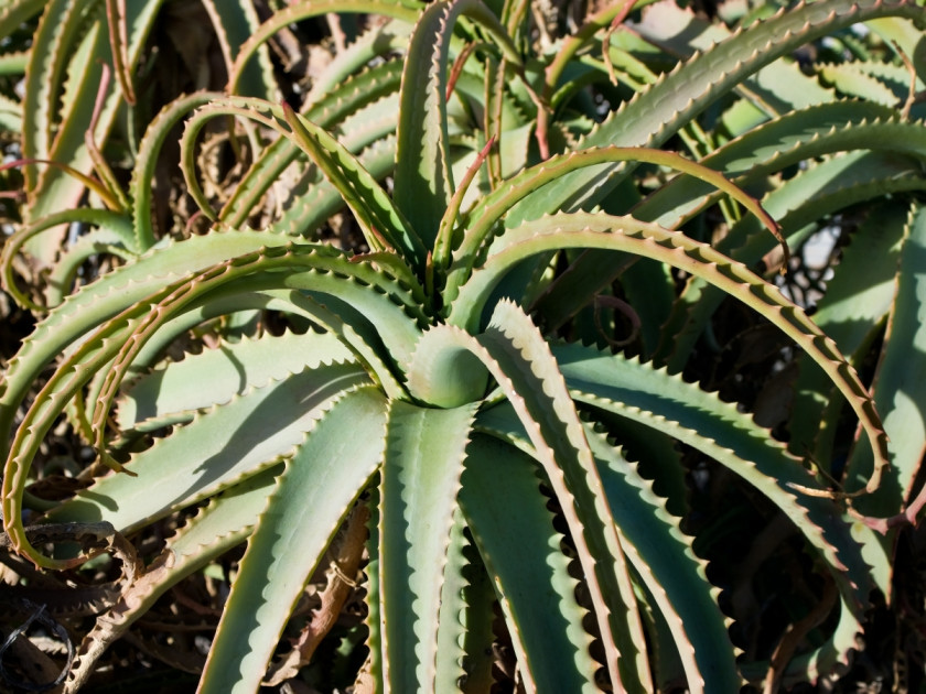 Aloes drzewiasty fot. Nikodem Nijaki (CC BY-SA 3.0) - Wikimedia Commons