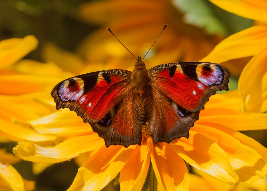 Rośliny nektarodajne: kwiaty dla motyli fot. Zdeněk Macháček - Unsplash