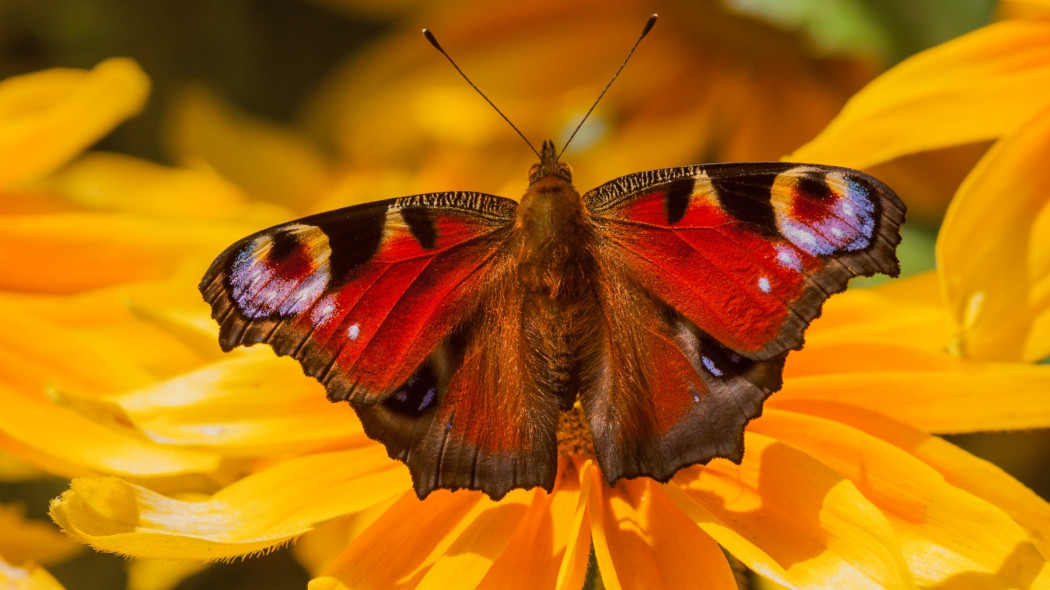 Rośliny nektarodajne: kwiaty dla motyli fot. Zdeněk Macháček - Unsplash