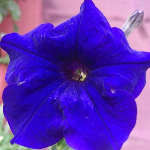 niebieska_petunia_fot.__Swaminathan_Flickr_CC