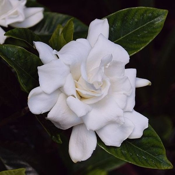 gardenia_jasminowa_fot._atiana_Gerus_CC_BY_2.0_Wikimedia_Commons