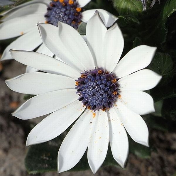 osteospermum_fot._Vulkano_CC_BY-SA_3.0_Wikimeda_Commons