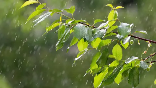 Rozsączanie i magazynowanie wody deszczowej