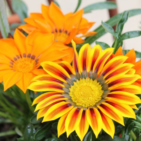 gazania fot. antares11 Freeimages