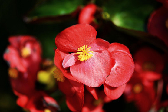 begonia fot. HOerwin56 Pixabay