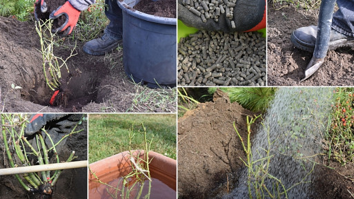 Sadzenie róż z gołym korzeniem | Porady ekspertów RosaPLANT