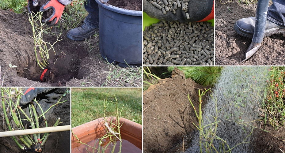 Sadzenie róż z gołym korzeniem | Porady ekspertów RosaPLANT