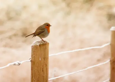 Kiedy zacząć, a kiedy skończyć dokarmianie ptaków? Ekspert wyjaśnia, jak to robić mądrze