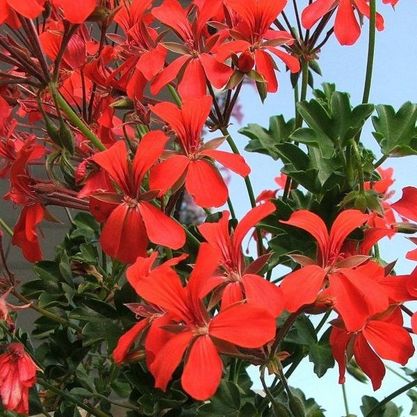 pelargonia bluszczolistna fot. Jerzy Opiola CC BY-SA 3.0 Wikimedia Commons