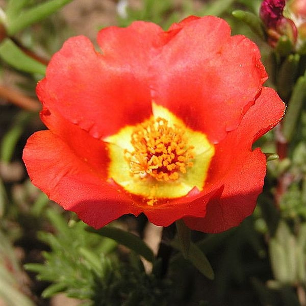 portulaka fot. Andrew Butko CC BY-SA 3.0 Wikimedia Commons