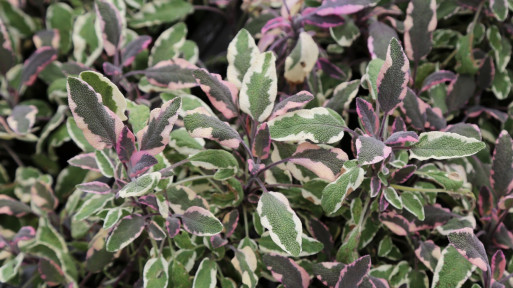 Szałwia lekarska 'Tricolor'