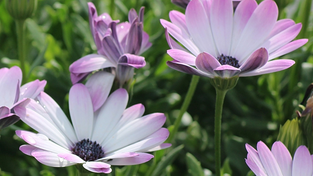 OSTEOSPERMUM fot. _Alicja_ - Pixabay