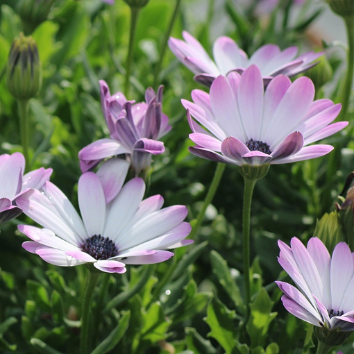 Osteospermum / Stokrotka afrykańska