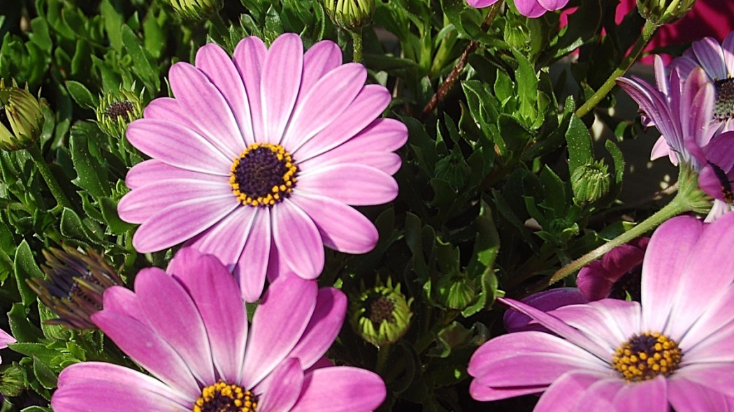 OSTEOSPERMUM fot. barbara baldocchi - Pixabay