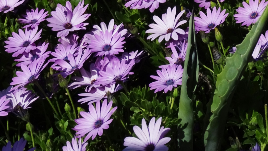 OSTEOSPERMUM fot. Franzi Ru - Pixabay