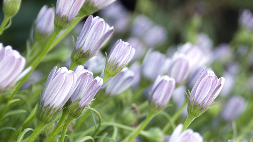 OSTEOSPERMUM fot. Paul C Lee - Pixabay