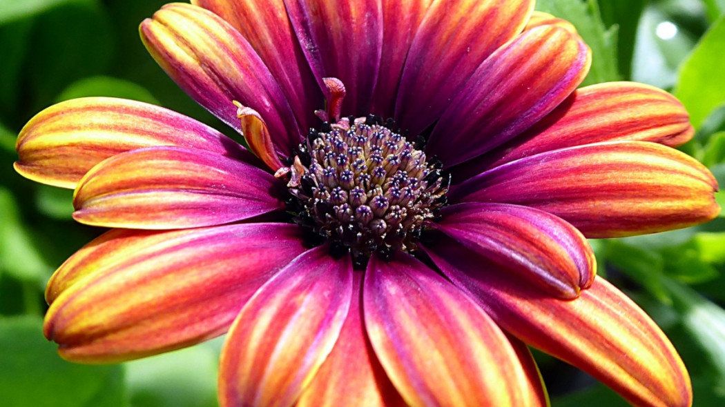 OSTEOSPERMUM fot. virginie-l - Pixabay