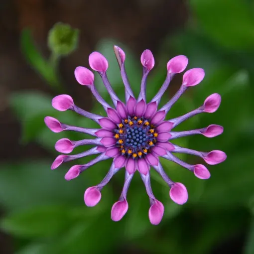 Osteospermum / Stokrotka afrykańska
