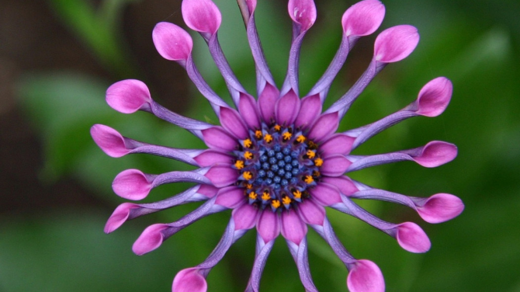 OSTEOSPERMUM fot. Gil Dekel - Pixabay