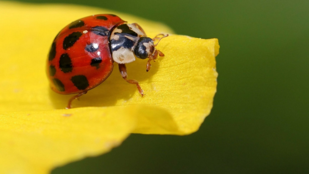 Biedronki azjatyckie Czy są groźne fot. cocoparisienne - Pixabay