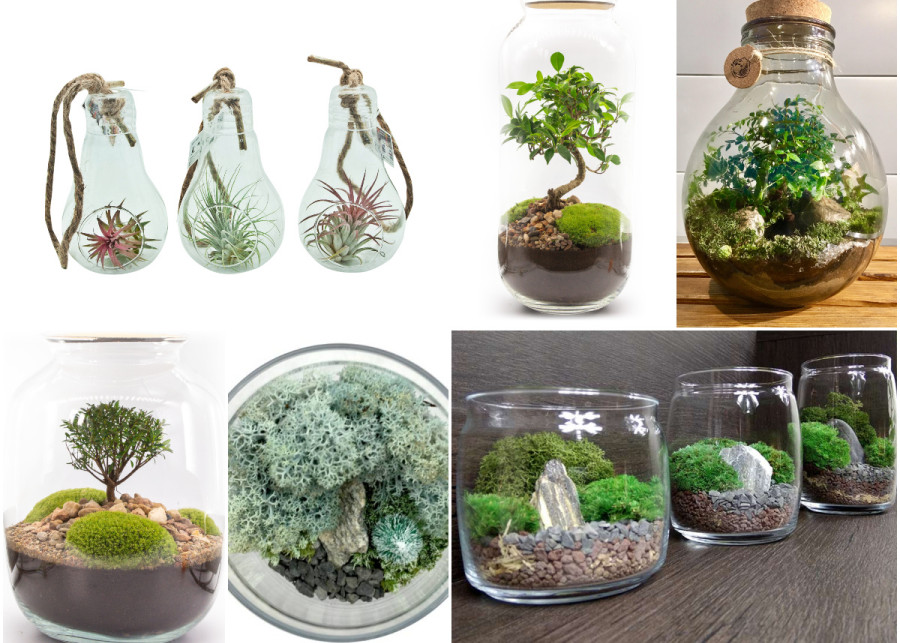 15 pomysłów na szklane ogrody