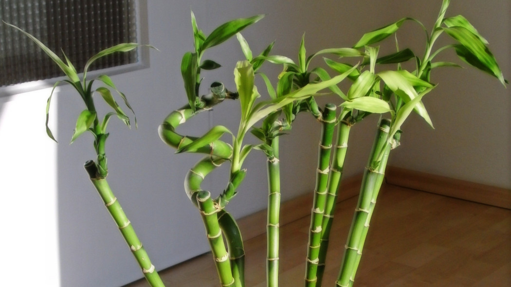 lucky bamboo fot. Bernard Ladenthin - Wikimedia Commons