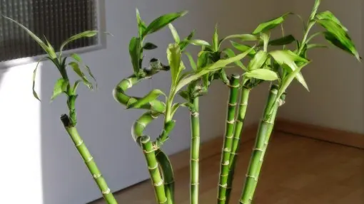 Lucky bamboo | Co lubi szczęśliwy bambus? Jak o niego dbać?