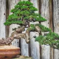 Najpopularniejsze style bonsai | 15 sposobów formowania