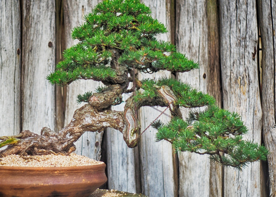 najpopularniejsze style bonsai fot. scartmyart - Pixabay