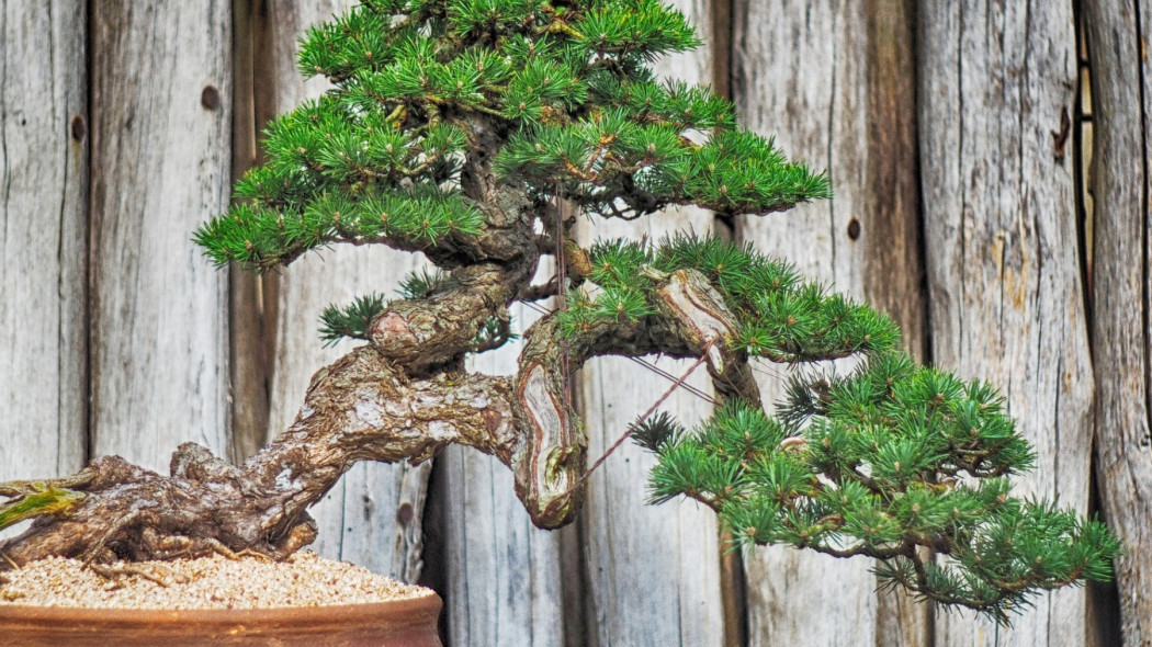 najpopularniejsze style bonsai fot. scartmyart - Pixabay