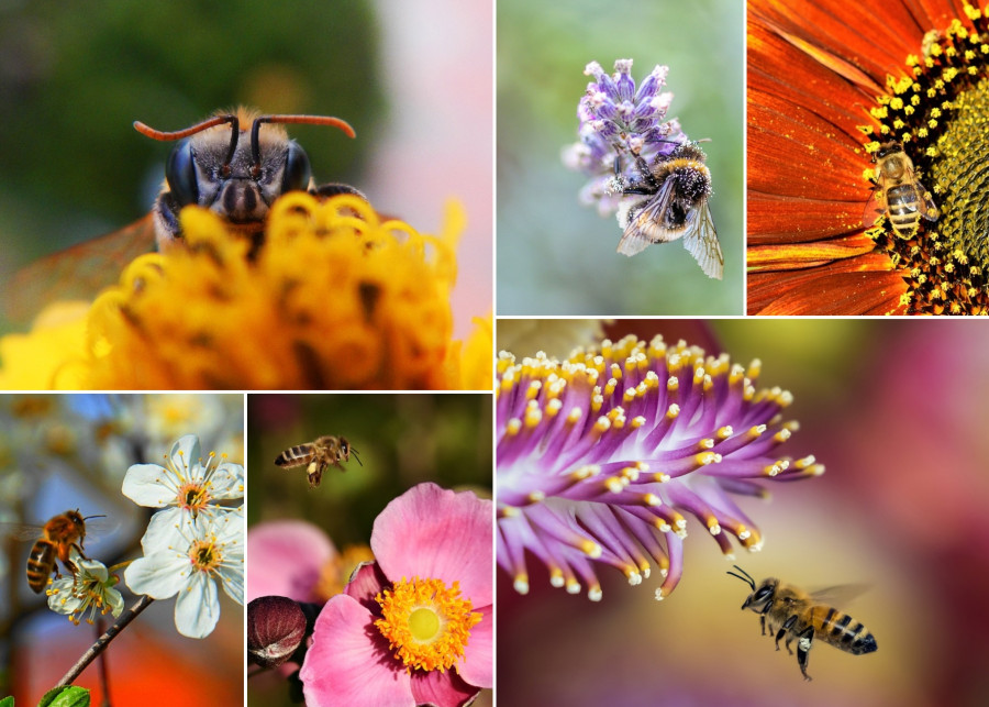 Światowy Dzień Pszczół: świętujemy i pomagamy