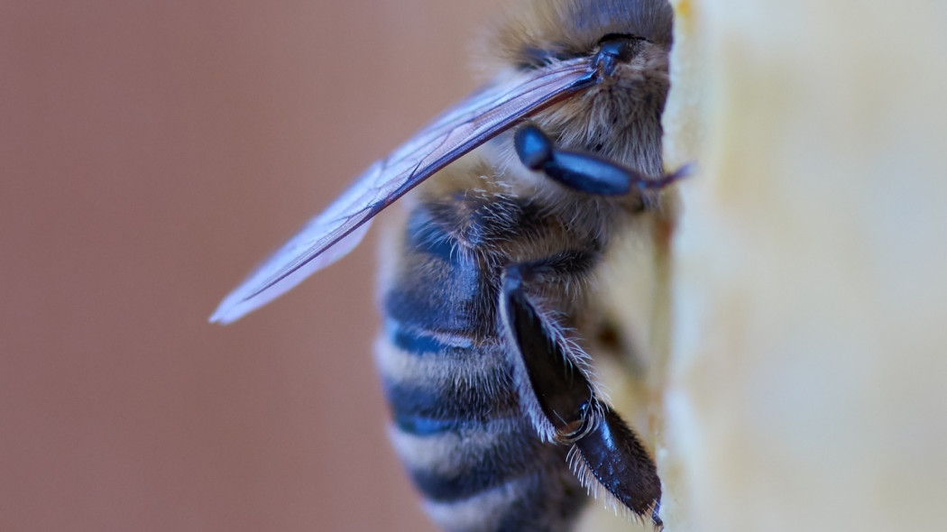 Warroza: groźna choroba dziesiątkująca pszczoły fot. Wolfgang Hasselmann - Unsplash