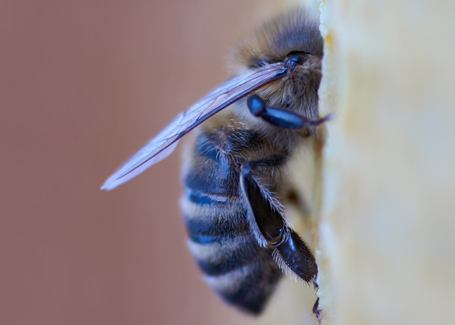Warroza: groźna choroba dziesiątkująca pszczoły fot. Wolfgang Hasselmann - Unsplash