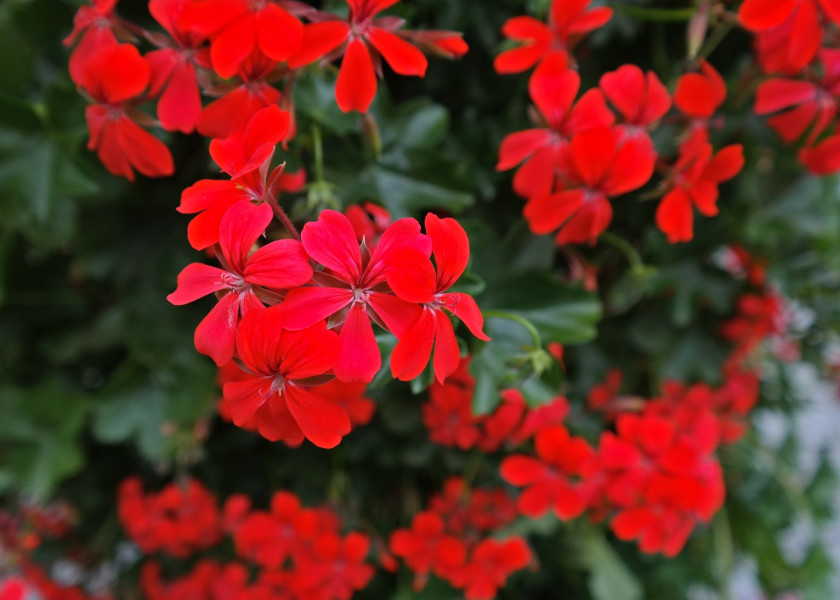 Pelargonia Pelargonia
