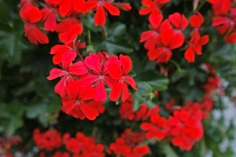 Pelargonia