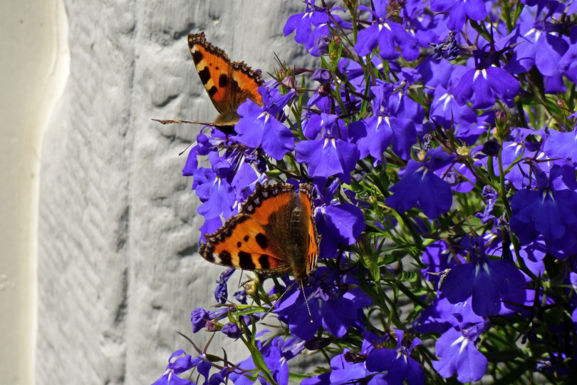 Lobelia