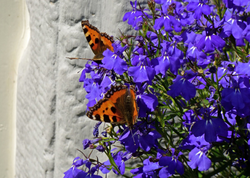 Lobelia Lobelia