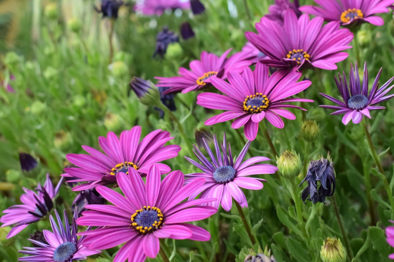 Osteospermum