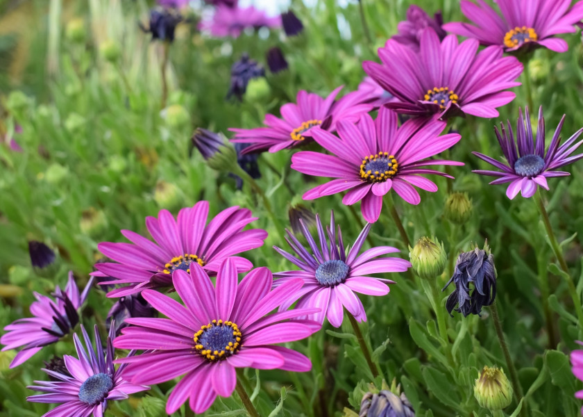 Osteospermum Osteospermum