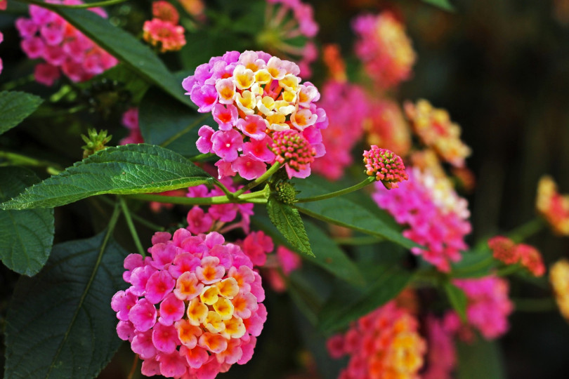 Lantana