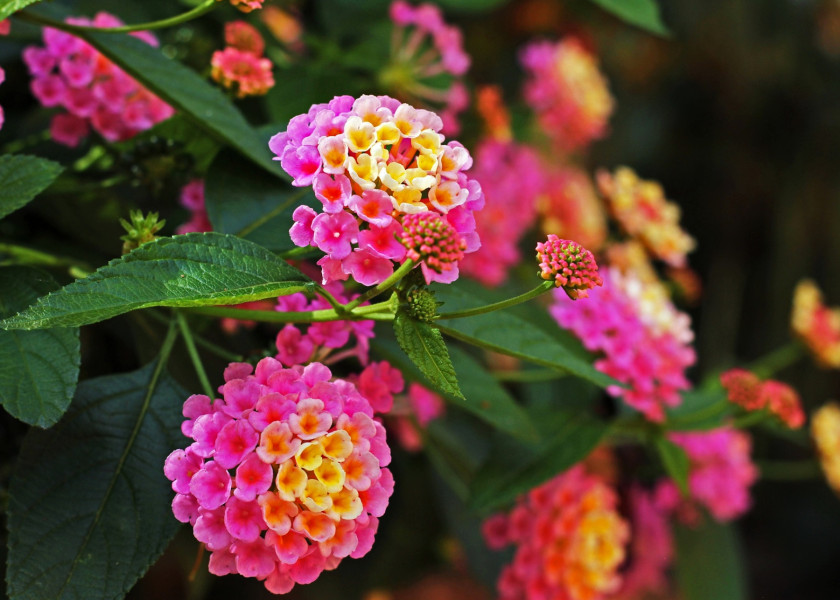 Lantana Lantana
