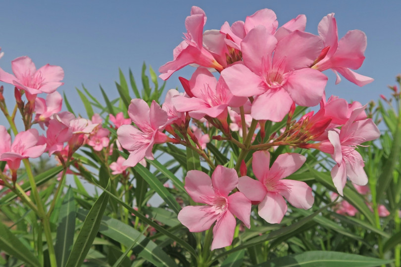 Oleander